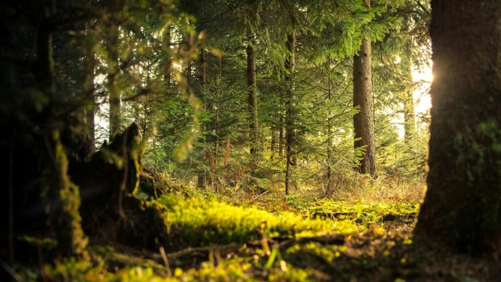 Explore the peaceful coniferous forest of Zagorje ob Savi with sunlight filtering through the trees.