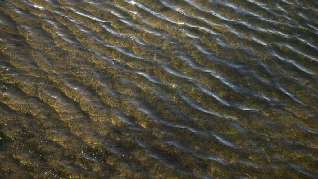 Close-up of sunlit ripples on a water surface with visible aquatic vegetation.