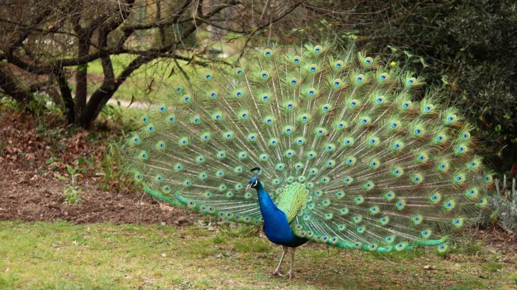 A splendid male peacock fanning its feathers outdoors in a Paris park.